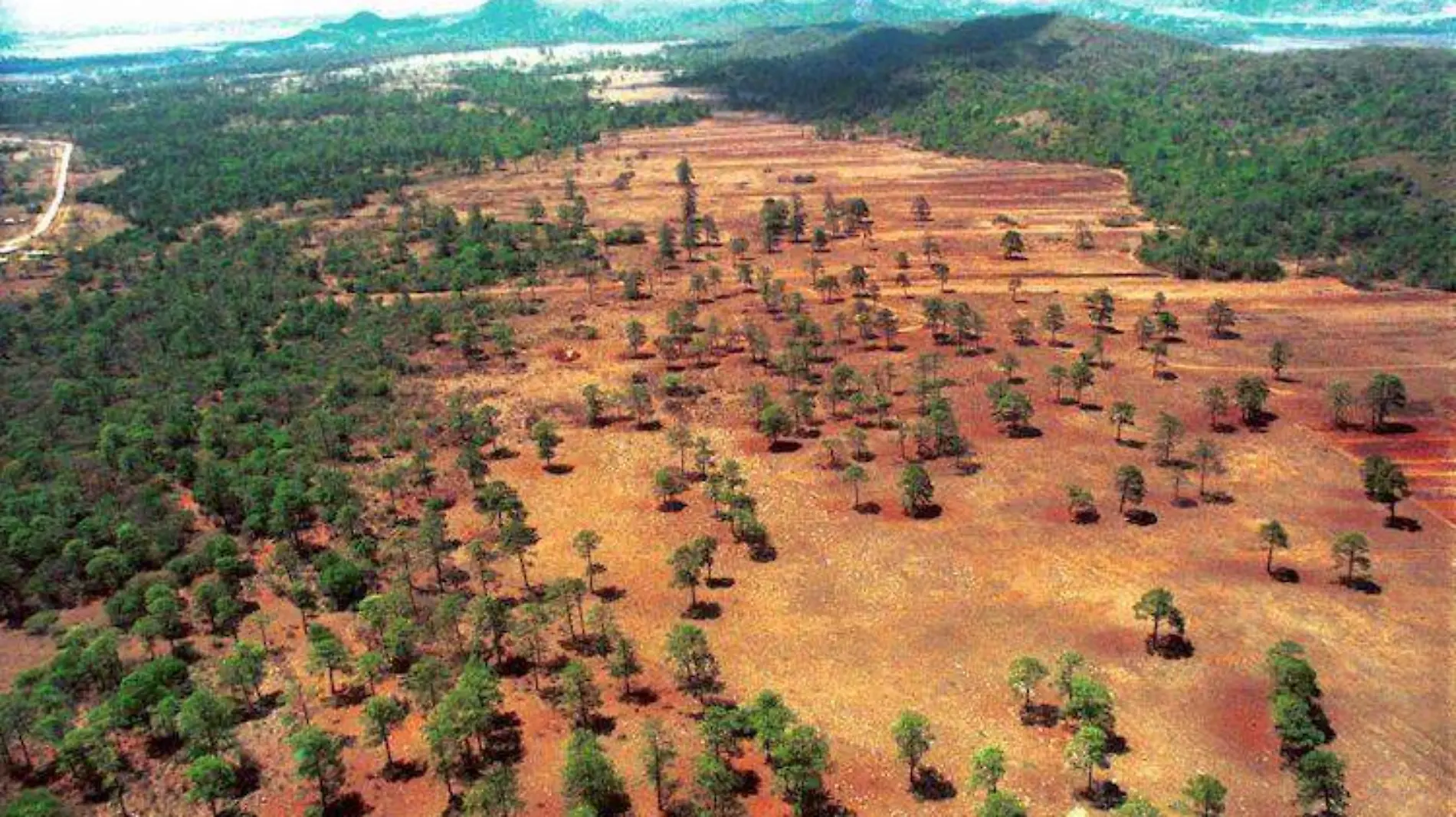 México dedica grandez esfuerzos para terminar con la deforestación